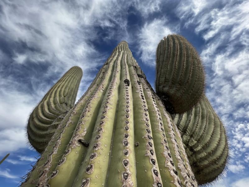 Saguaro